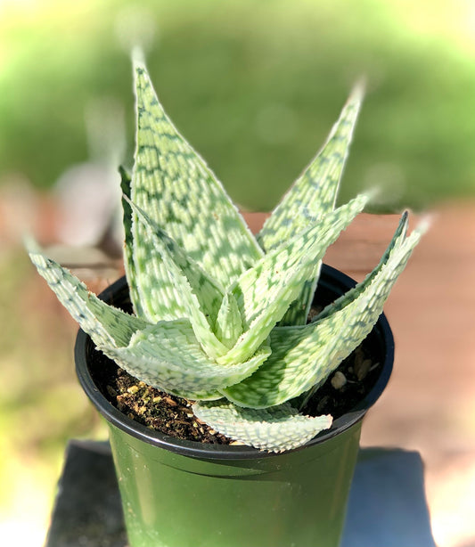 Aloe " Delta Light"