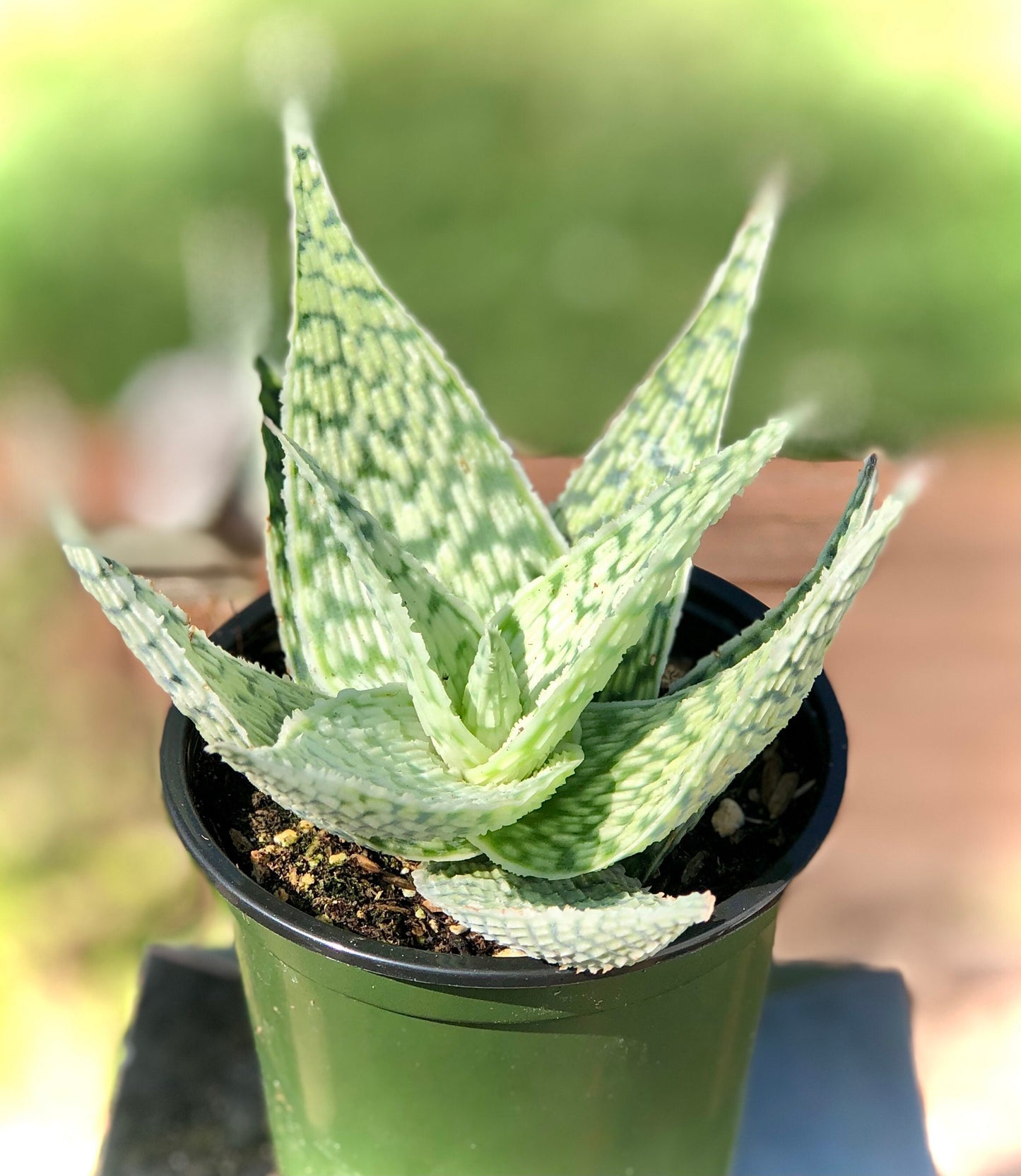 Aloe " Delta Light"