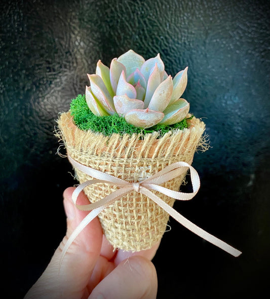 Succulent Favors/ Gifts
