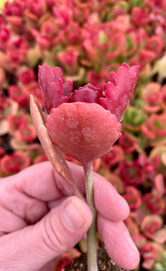 Kalanchoe longiflora Coccanea