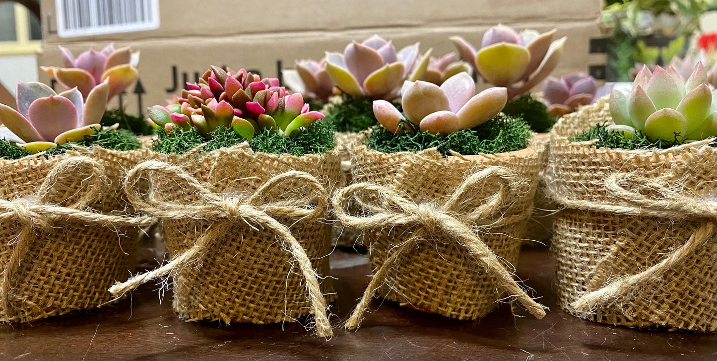 Succulent Favors/ Gifts