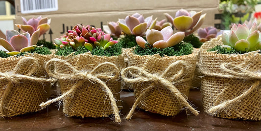 Succulent Favors/ Gifts