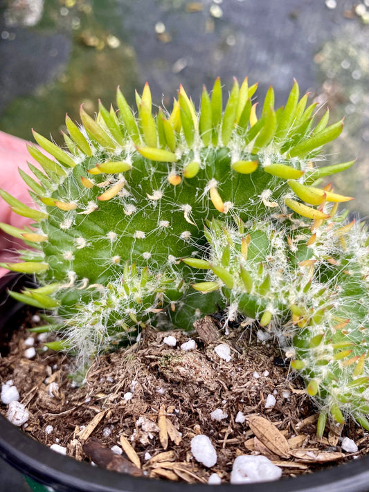 Cereus Peruvian V. Monstroses