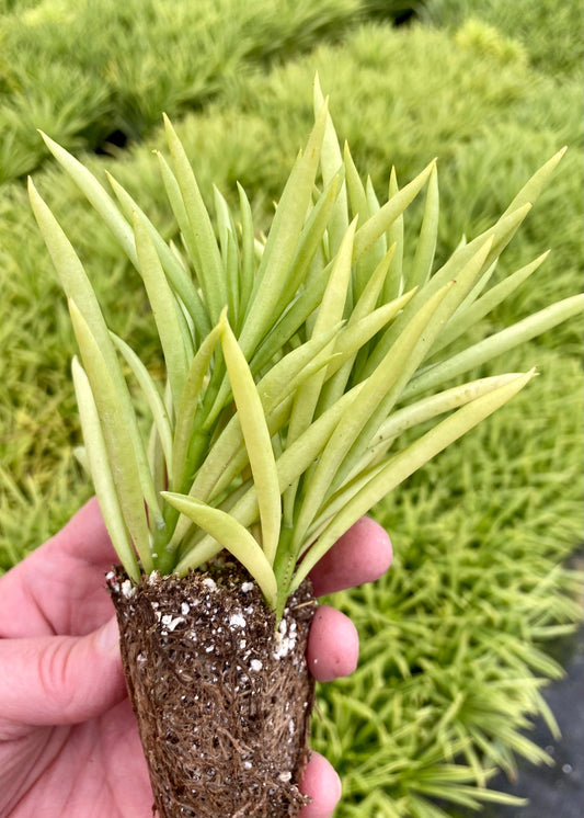Peperomia Nevada