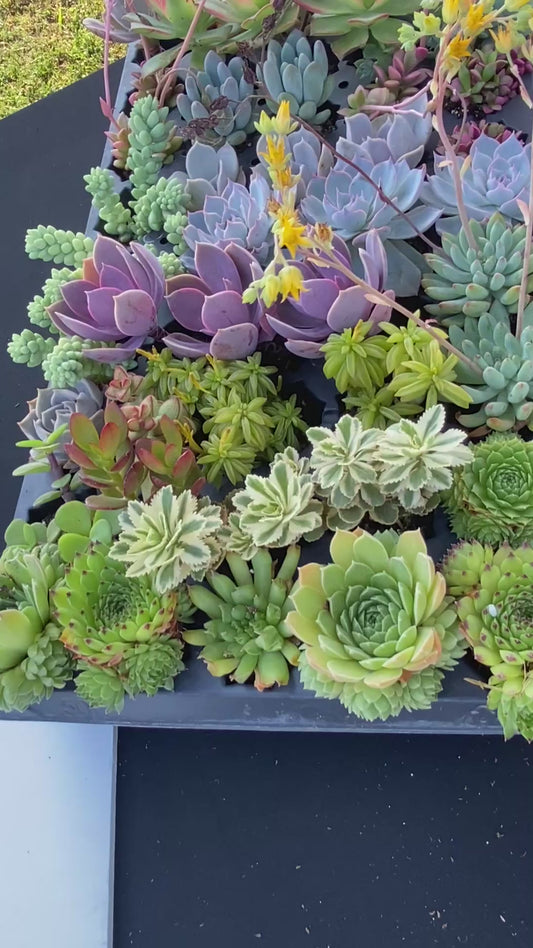 Custom Assorted live rooted Succulent plugs