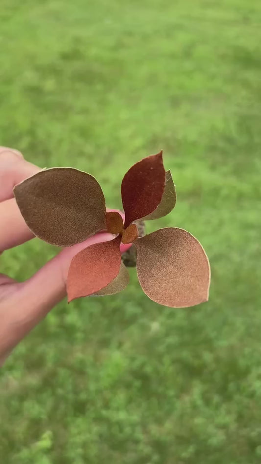 Kalanchoe Orgyalis “Copper Spoons” plug