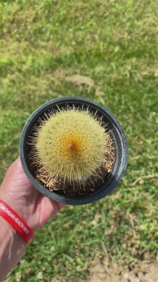 Brasilicactus Haselbergii Cactus- Scarlet Ball in 4” pot