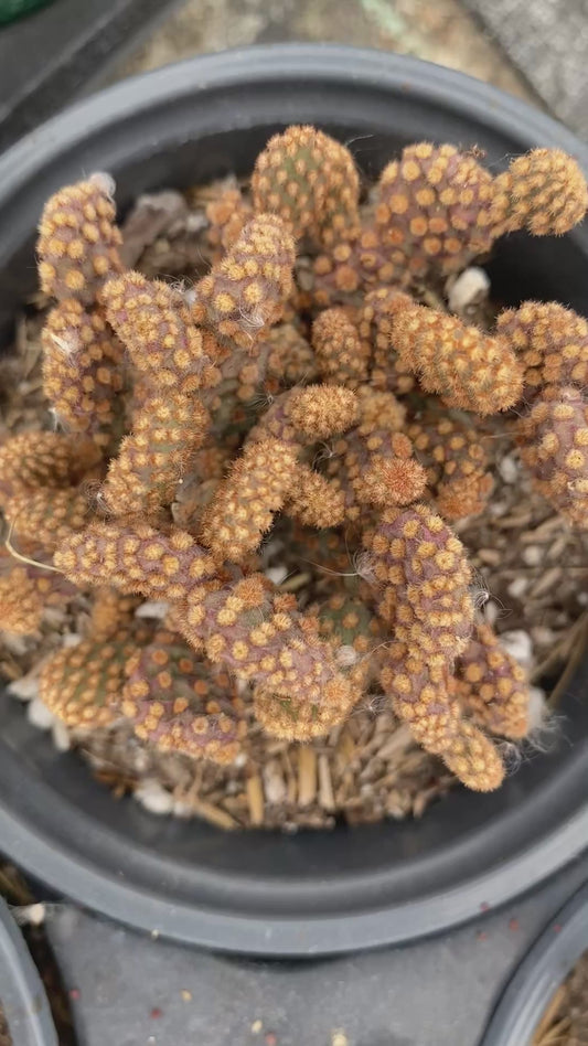 Opuntia Rufida Minima Montrose- Mini Cinnamon cactus 4” pot