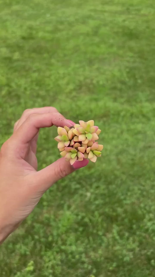 Anacampseros rufescens 'Sunrise' Sand Rose- Variegated