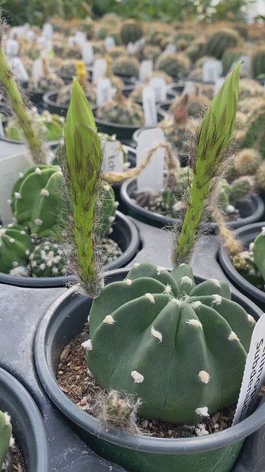 Echinopsis  Ancistrophora- Domino Cactus