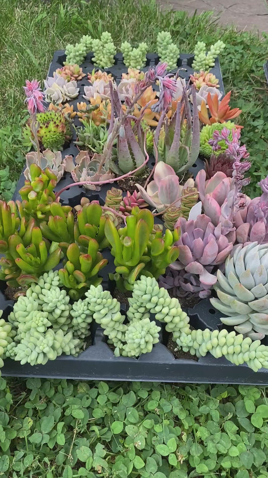 Custom Assorted live rooted Succulent plugs