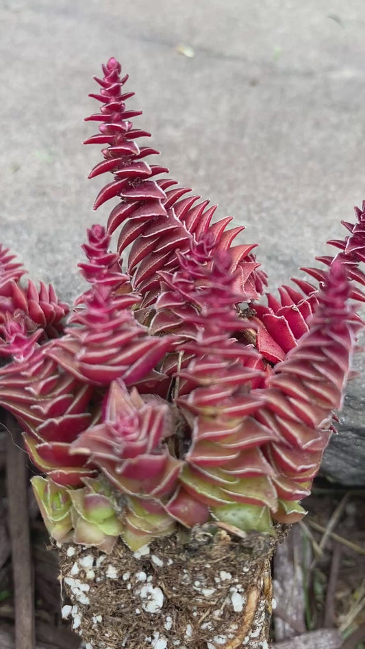 Red  Pagoda- Crassula Capitella Subspecies Thyrsiflora